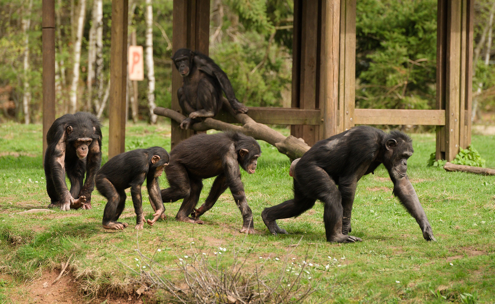 Monde Sauvage Wildlife Safari Park